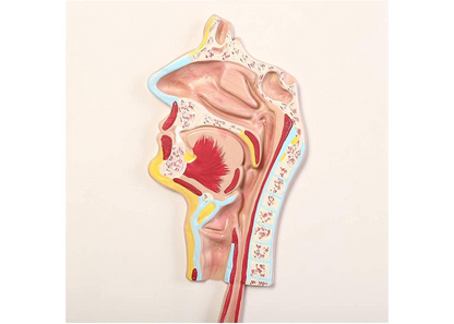 ZJCQA Skeleton Model, Human Digestive System - Digestive System