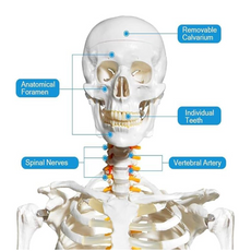 Anatomical model of a human skeleton with labeled parts.