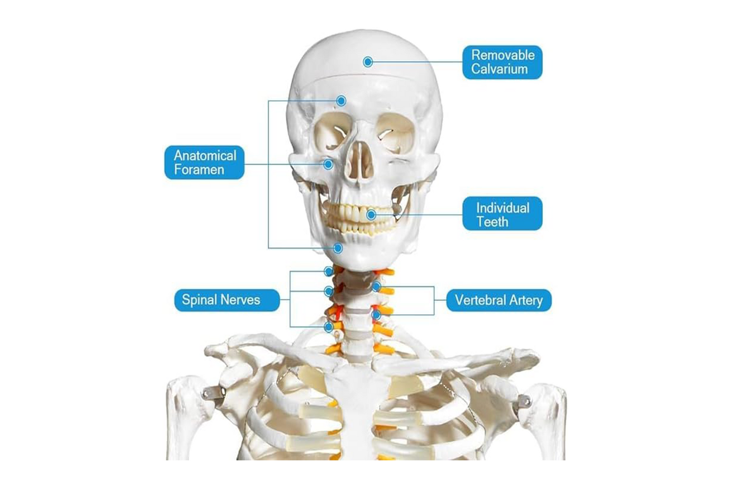AKM Human Skeleton Model, Anatomical Skeleton life size 180 cm Including with Rolling Stand for Medical Study + Cover