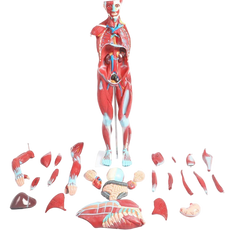 Life-sized anatomical torso model with 27 detachable parts laid out on a white background, predominantly red and blue to indicate different anatomical structures.