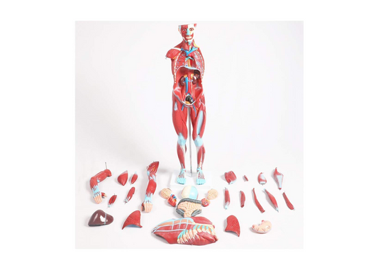 TEmkin Educational Model Torso Anatomical Model Torso Model with Detachable 27 Parts Human Muscle Anatomy Model Anatomical Torso Model for school