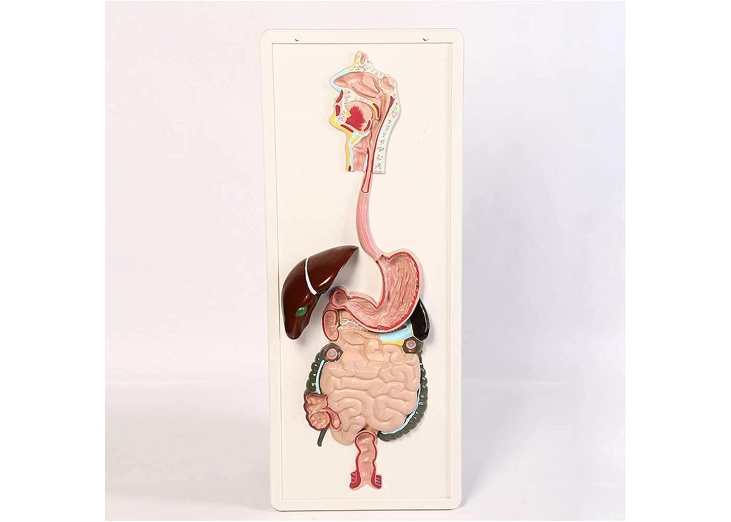 ZJCQA Skeleton Model, Human Digestive System - Digestive System