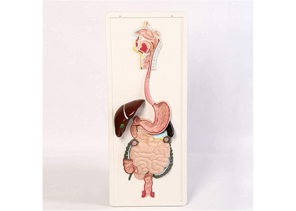 ZJCQA Skeleton Model, Human Digestive System - Digestive System