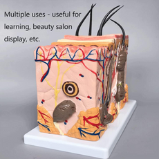Halley Medical Supplies Human Skin Anatomy Model 70x Enlarged Hair Follicle Teaching Model Human Organ Model Colorful Skin Medical Model for Learning