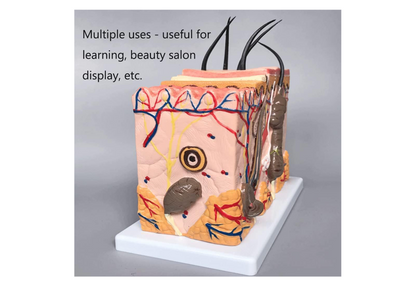 GeRRiT Human Skin Anatomy Model 70x Enlarged Hair Follicle Teaching Model Human Organ Model Colorful Skin Medical Model for Learning