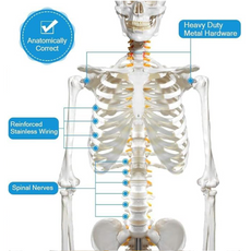 Skeletal system with labeled components on a white background