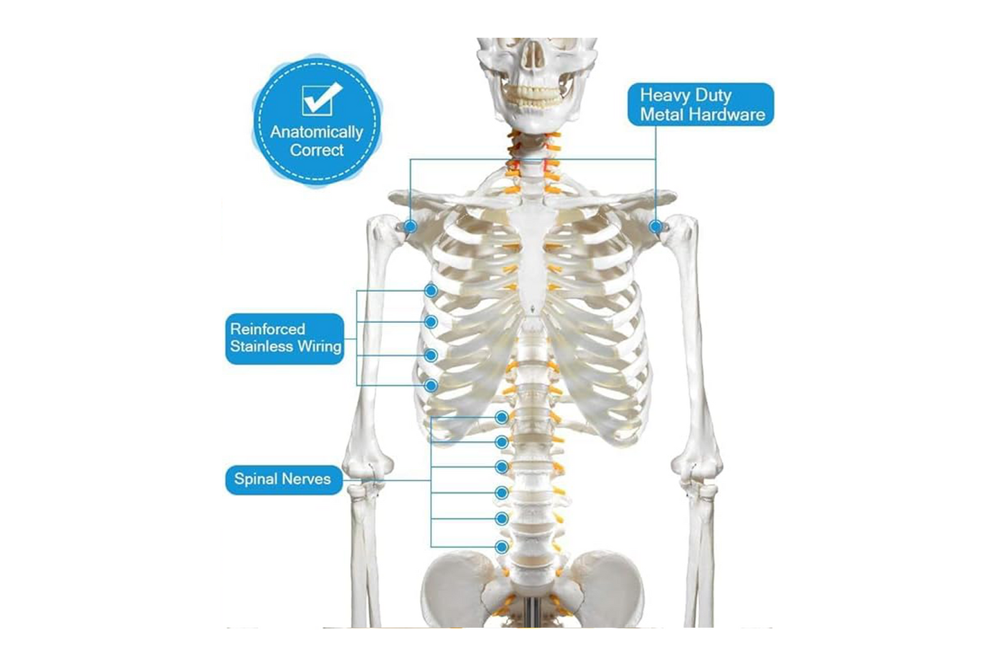 AKM Human Skeleton Model, Anatomical Skeleton life size 180 cm Including with Rolling Stand for Medical Study + Cover