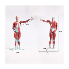 Halley Medical Supplies Educational Model Torso Anatomical Model Torso Model with Detachable 27 Parts Human Muscle Anatomy Model Anatomical Torso Model for school