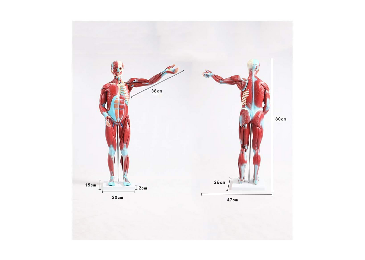 TEmkin Educational Model Torso Anatomical Model Torso Model with Detachable 27 Parts Human Muscle Anatomy Model Anatomical Torso Model for school