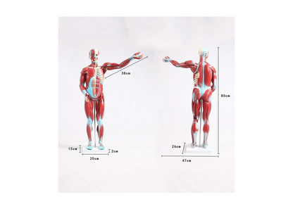 TEmkin Educational Model Torso Anatomical Model Torso Model with Detachable 27 Parts Human Muscle Anatomy Model Anatomical Torso Model for school