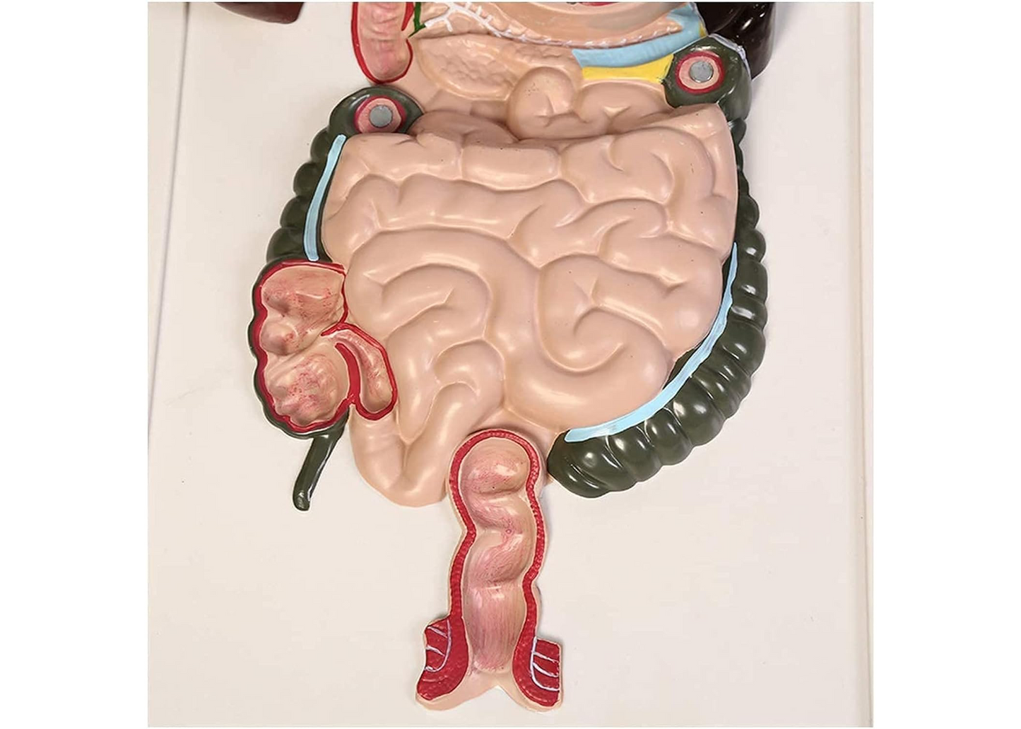 ZJCQA Skeleton Model, Human Digestive System - Digestive System