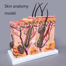 Halley Medical Supplies Human Skin Anatomy Model 70x Enlarged Hair Follicle Teaching Model Human Organ Model Colorful Skin Medical Model for Learning