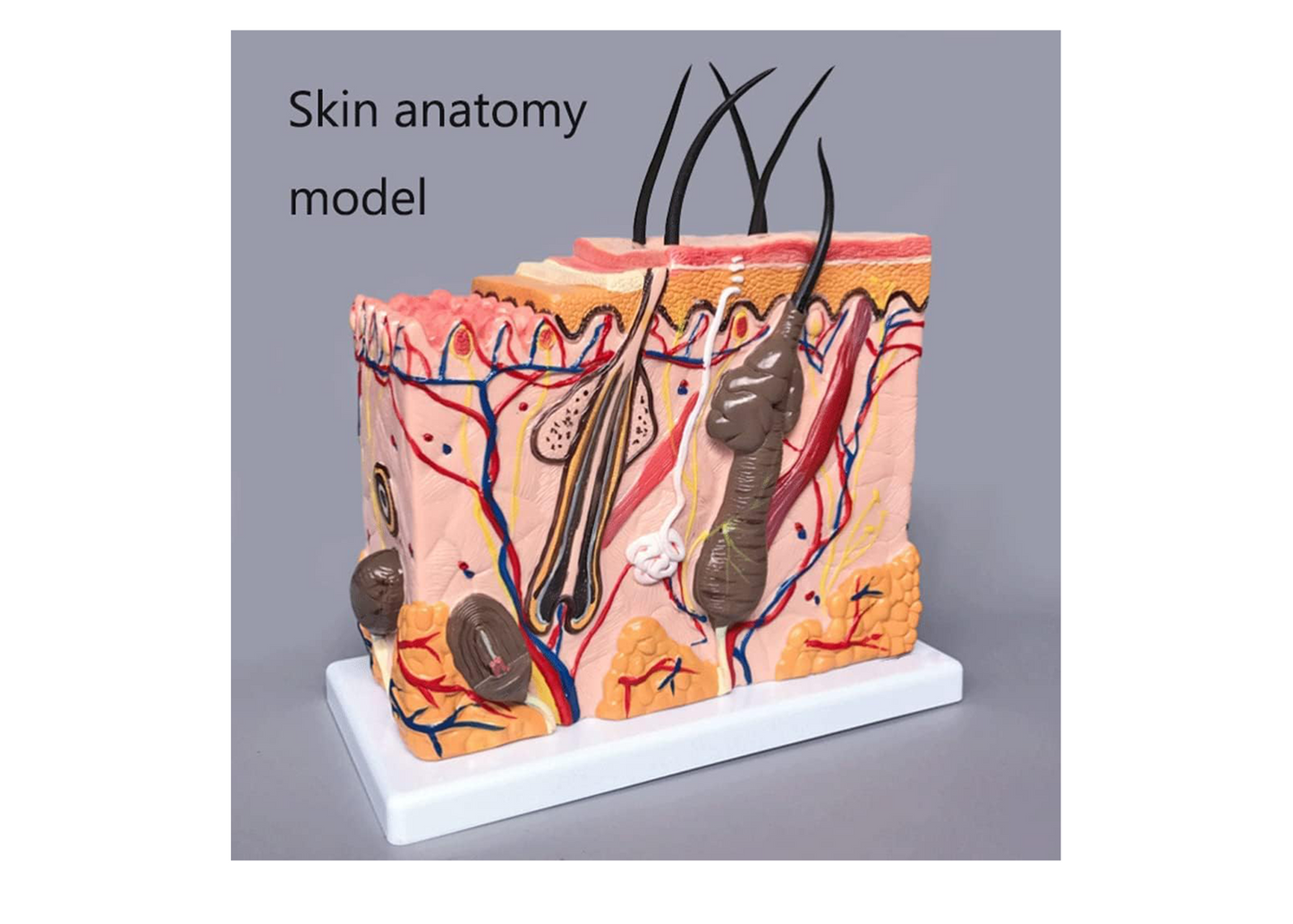 GeRRiT Human Skin Anatomy Model 70x Enlarged Hair Follicle Teaching Model Human Organ Model Colorful Skin Medical Model for Learning