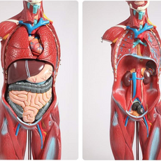 Halley Medical Supplies Educational Model Torso Anatomical Model Torso Model with Detachable 27 Parts Human Muscle Anatomy Model Anatomical Torso Model for school