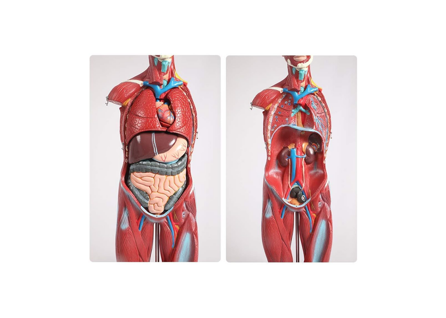 TEmkin Educational Model Torso Anatomical Model Torso Model with Detachable 27 Parts Human Muscle Anatomy Model Anatomical Torso Model for school