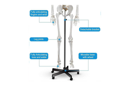 AKM Human Skeleton Model, Anatomical Skeleton life size 180 cm Including with Rolling Stand for Medical Study + Cover