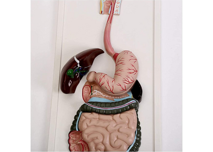 ZJCQA Skeleton Model, Human Digestive System - Digestive System
