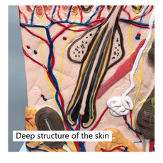 Halley Medical Supplies Human Skin Anatomy Model 70x Enlarged Hair Follicle Teaching Model Human Organ Model Colorful Skin Medical Model for Learning