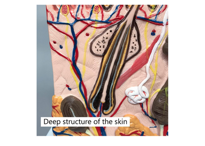 GeRRiT Human Skin Anatomy Model 70x Enlarged Hair Follicle Teaching Model Human Organ Model Colorful Skin Medical Model for Learning