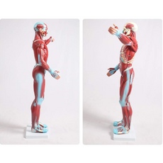 Halley Medical Supplies Educational Model Torso Anatomical Model Torso Model with Detachable 27 Parts Human Muscle Anatomy Model Anatomical Torso Model for school