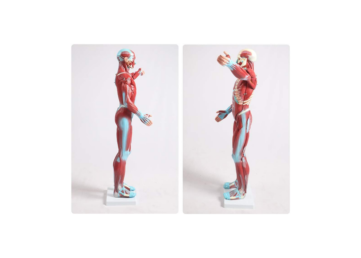 TEmkin Educational Model Torso Anatomical Model Torso Model with Detachable 27 Parts Human Muscle Anatomy Model Anatomical Torso Model for school