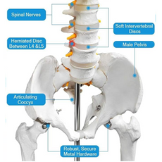 Anatomical model of spine and pelvis with labeled parts.