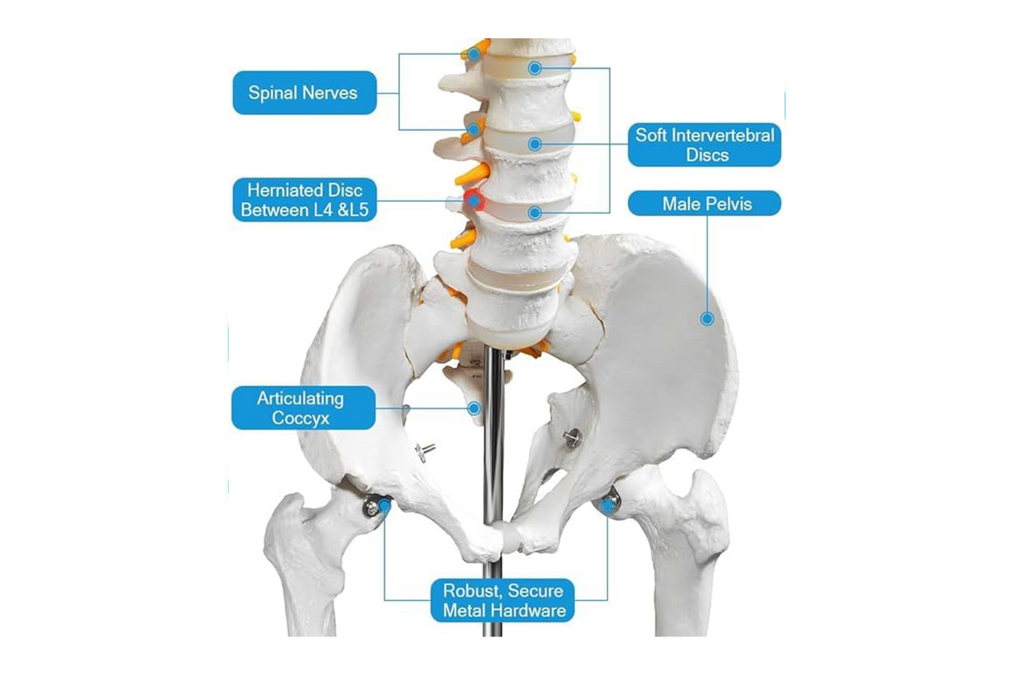 AKM Human Skeleton Model, Anatomical Skeleton life size 180 cm Including with Rolling Stand for Medical Study + Cover