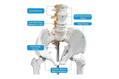 AKM Human Skeleton Model, Anatomical Skeleton life size 180 cm Including with Rolling Stand for Medical Study + Cover