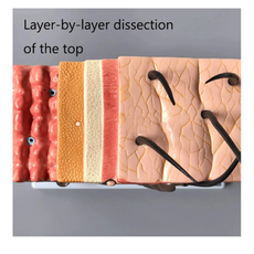 Halley Medical Supplies Human Skin Anatomy Model 70x Enlarged Hair Follicle Teaching Model Human Organ Model Colorful Skin Medical Model for Learning
