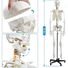 Life-size human skeleton model with rolling stand and a cover, displayed in anatomical position and close-up views of skull and spine.