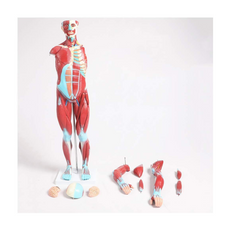Halley Medical Supplies Educational Model Torso Anatomical Model Torso Model with Detachable 27 Parts Human Muscle Anatomy Model Anatomical Torso Model for school