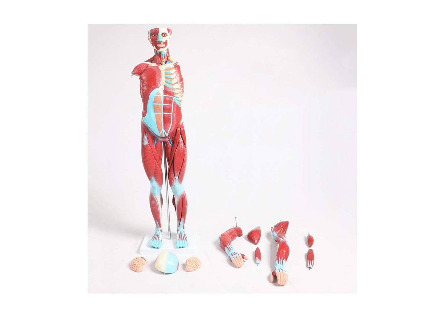 TEmkin Educational Model Torso Anatomical Model Torso Model with Detachable 27 Parts Human Muscle Anatomy Model Anatomical Torso Model for school