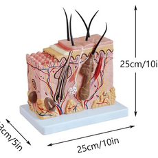 Halley Medical Supplies Human Skin Anatomy Model 70x Enlarged Hair Follicle Teaching Model Human Organ Model Colorful Skin Medical Model for Learning