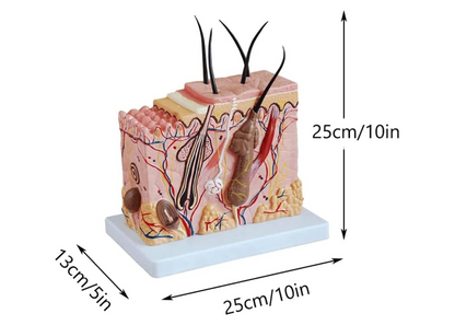 GeRRiT Human Skin Anatomy Model 70x Enlarged Hair Follicle Teaching Model Human Organ Model Colorful Skin Medical Model for Learning